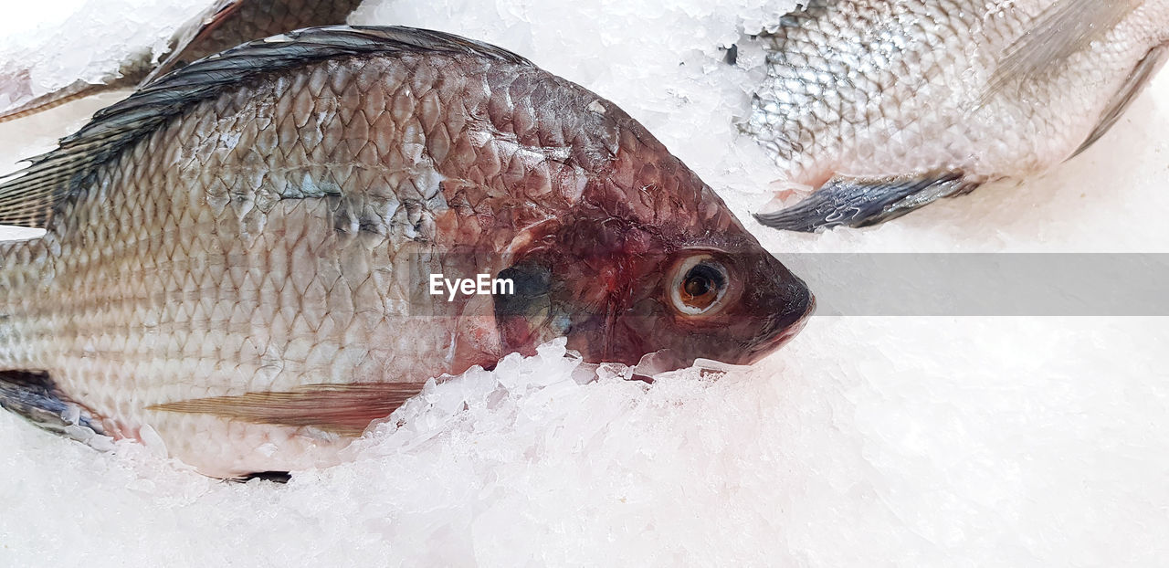 HIGH ANGLE VIEW OF FISH FOR SALE AT MARKET