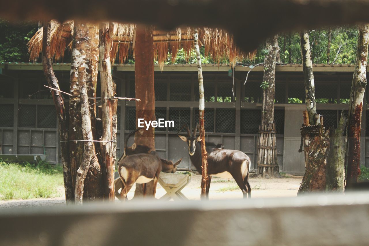 Portrait of wild animals in zoo