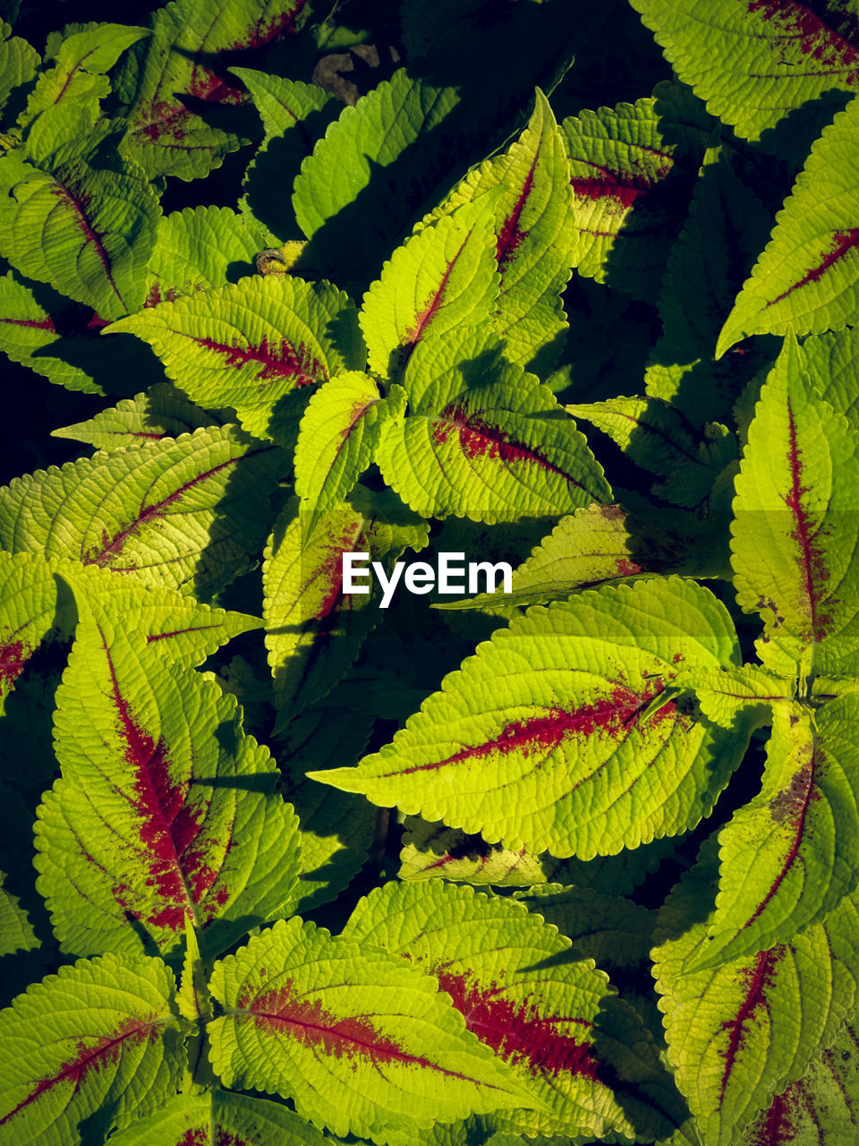 FULL FRAME SHOT OF PLANT