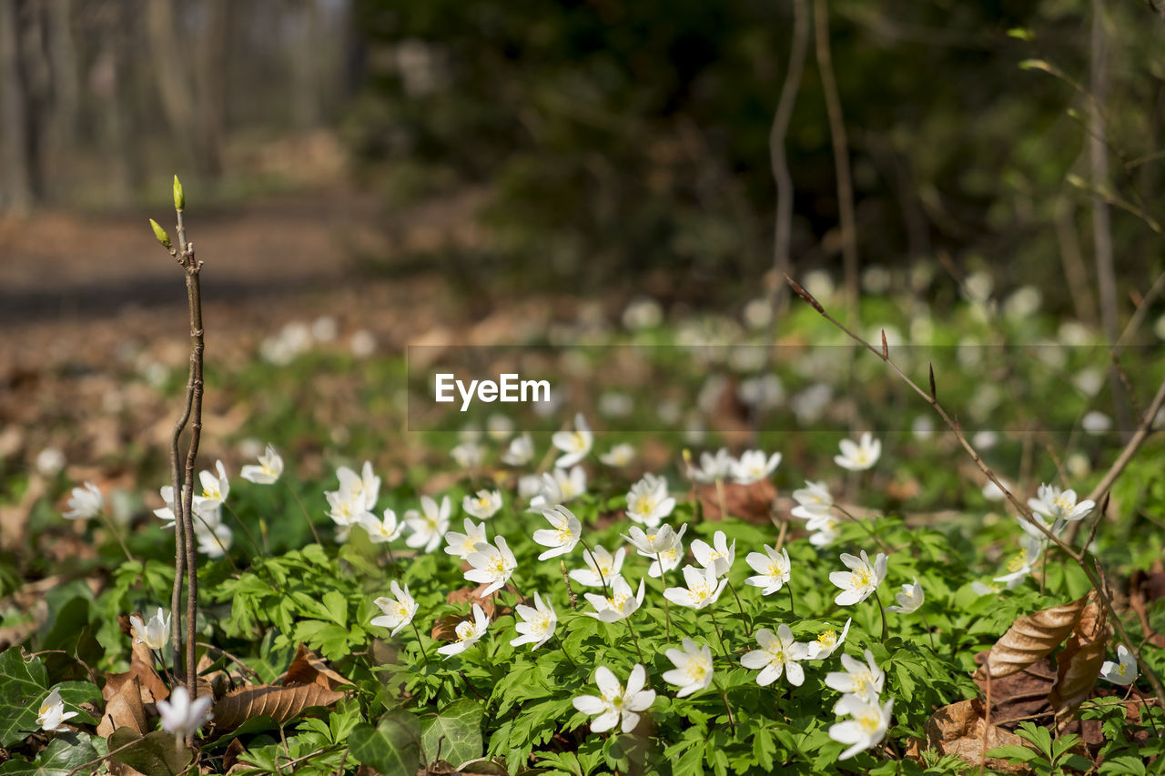 CLOSE-UP OF FLOWERING PLANTS ON LAND