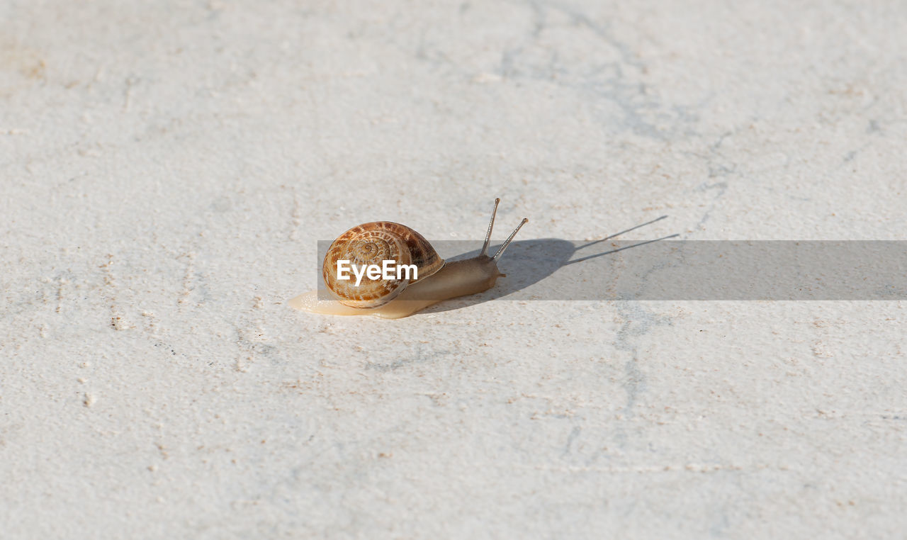 Small snail basks on a white tile