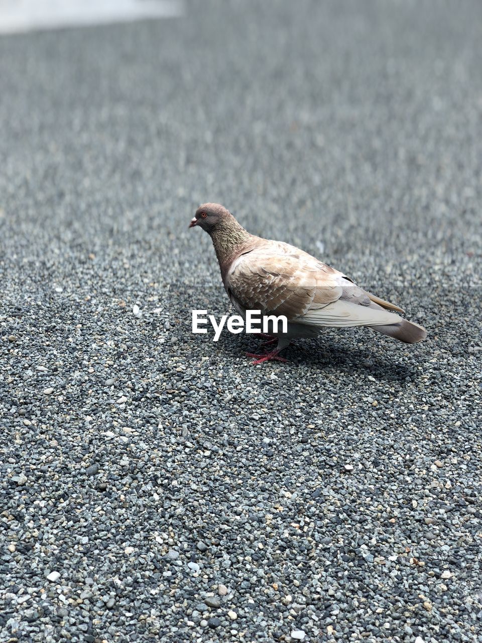 HIGH ANGLE VIEW OF A BIRD ON ROAD