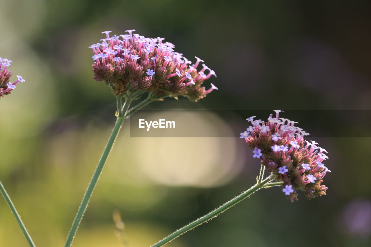 flower, flowering plant, plant, beauty in nature, freshness, nature, close-up, fragility, animal wildlife, macro photography, purple, focus on foreground, insect, animal themes, flower head, animal, blossom, no people, food, summer, inflorescence, outdoors, wildflower, growth, botany, petal, springtime, selective focus, plant stem, macro, environment, food and drink, pink, lavender, sunlight, magnification, animal wing, tranquility, defocused, day, grass, wildlife, field