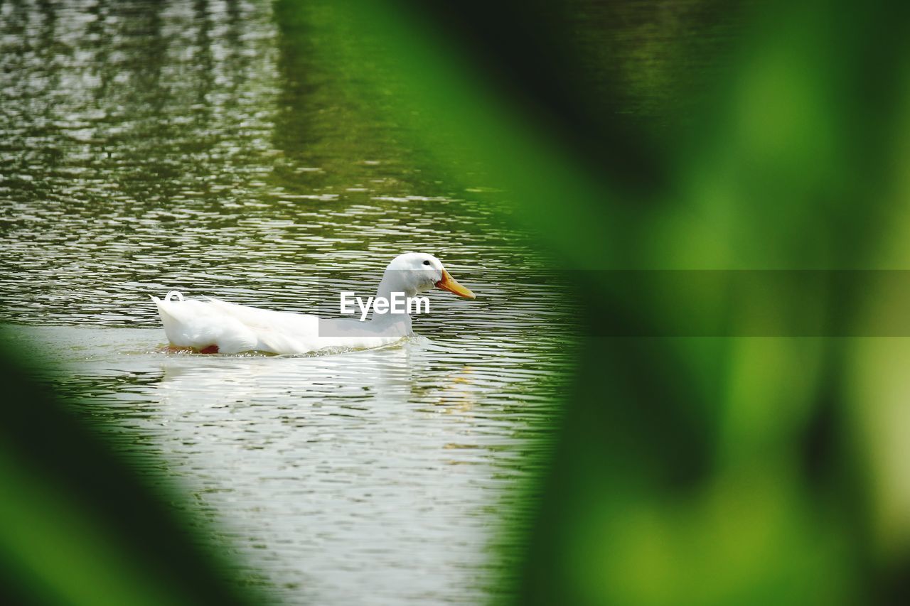 SIDE VIEW OF A DUCK IN LAKE