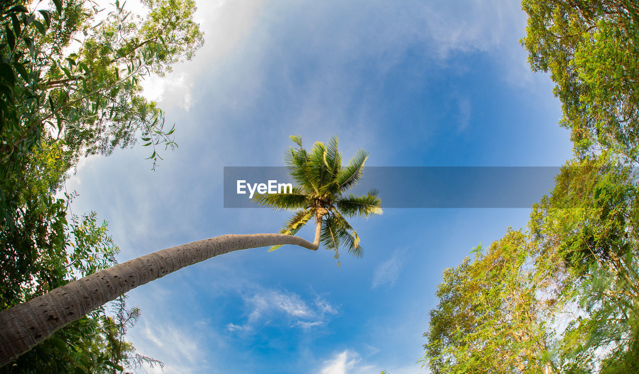 tree, plant, nature, sky, sunlight, cloud, leaf, green, beauty in nature, flower, low angle view, environment, blue, tropical climate, no people, outdoors, forest, tranquility, scenics - nature, reflection, day, grass, growth, palm tree, plant part, branch, land, landscape, tree trunk, autumn, trunk, travel destinations, travel, tranquil scene, summer, idyllic