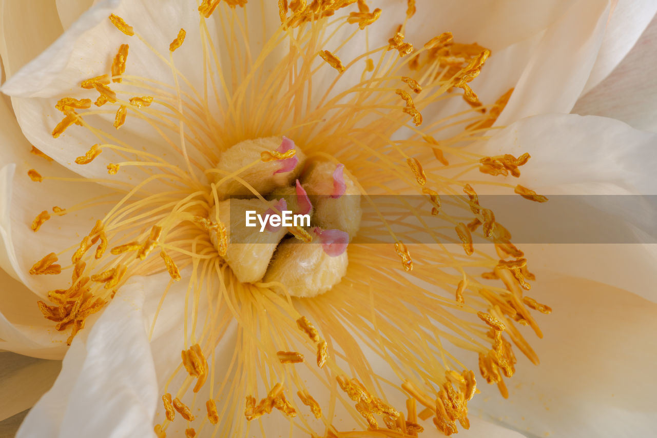 yellow, flower, bouquet, plant, flowering plant, beauty in nature, nature, petal, freshness, dutchman's pipe, close-up, white, indoors, fragility, pollen, flower head, no people, blossom, macro photography
