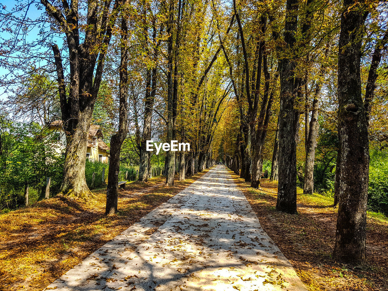 Trees in forest during autumn