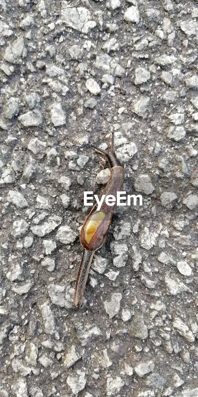 HIGH ANGLE VIEW OF CRAB ON GROUND