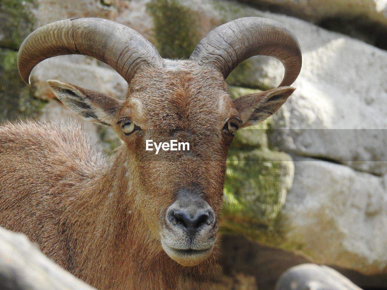 CLOSE-UP PORTRAIT OF A DEER