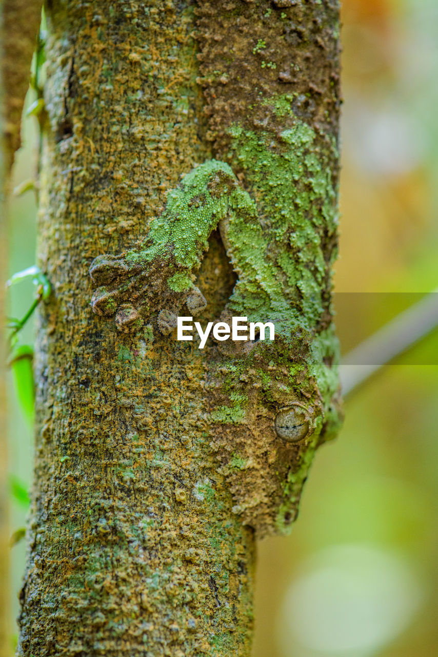 CLOSE-UP OF LIZARD TREE TRUNK