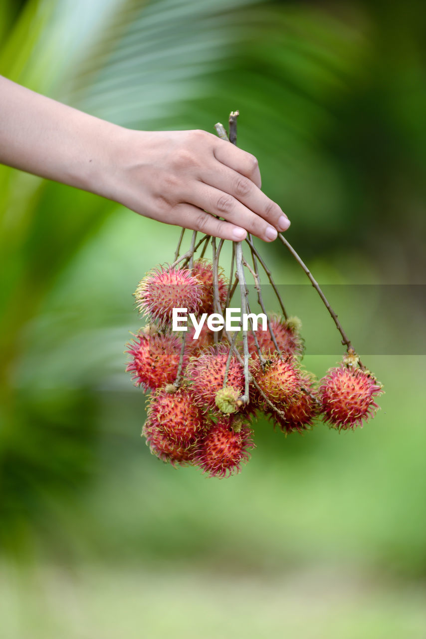 Close-up of hand holding red berries