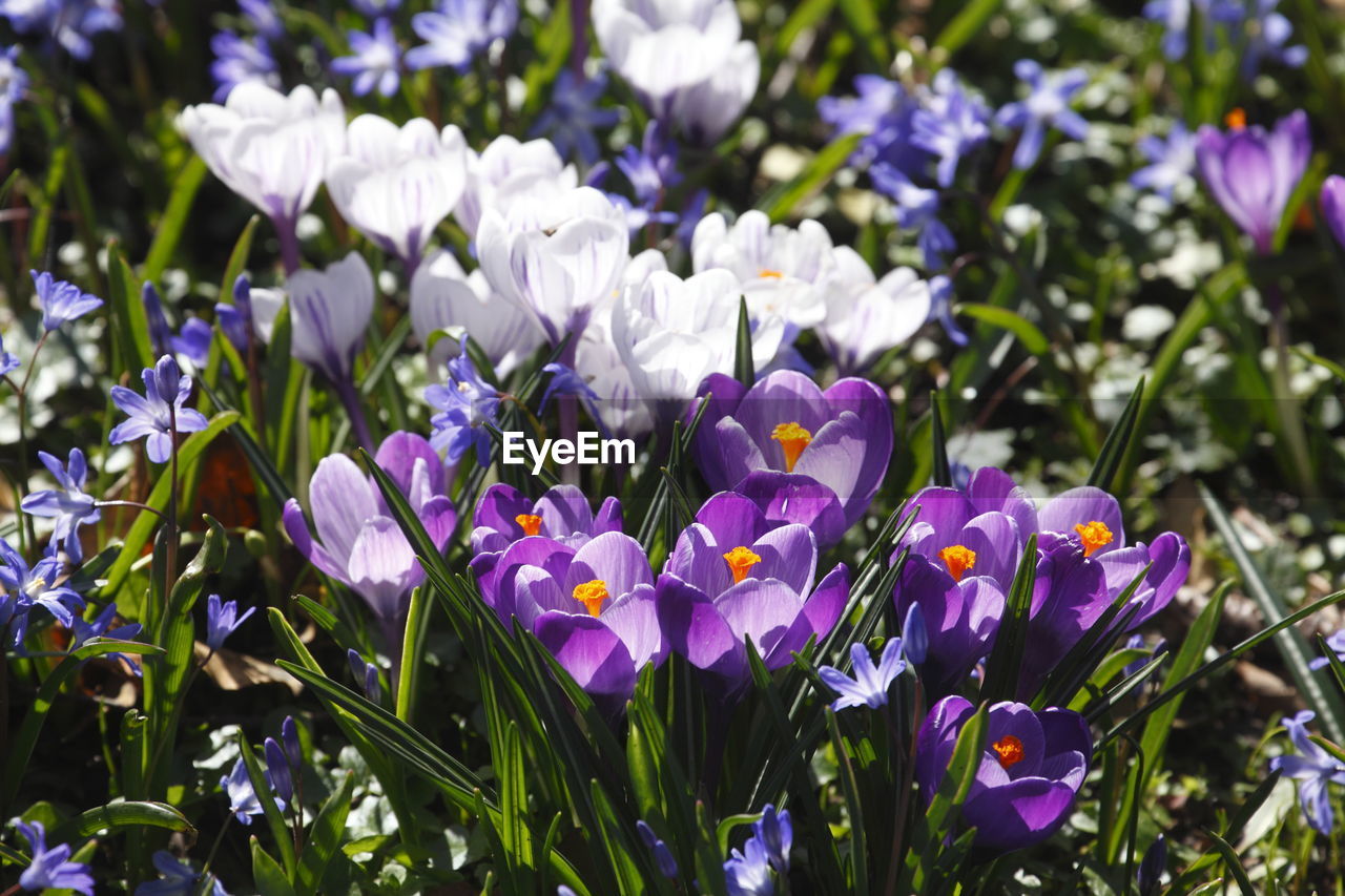 CLOSE-UP OF PURPLE CROCUS FLOWERS IN FIELD