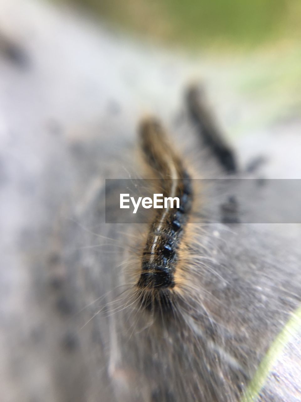 Close-up of caterpillar on retaining wall