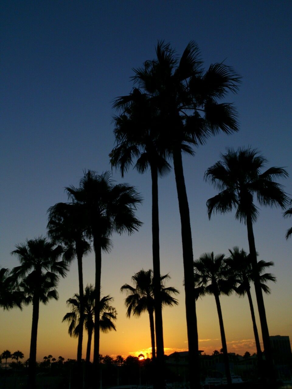 Palm trees against sky at sunset
