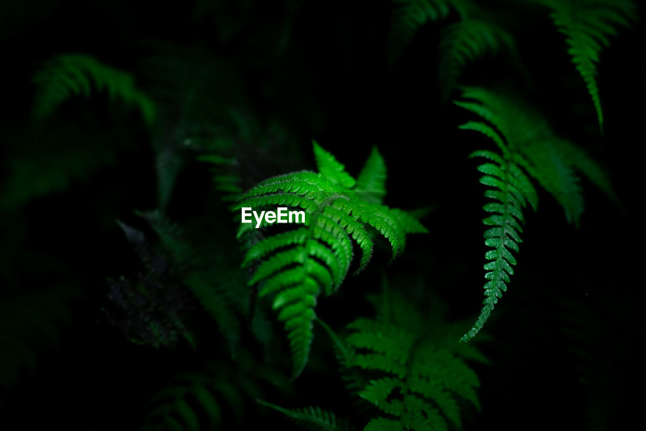 Group dark background of thriving fern with deep rich greens. concept of nature