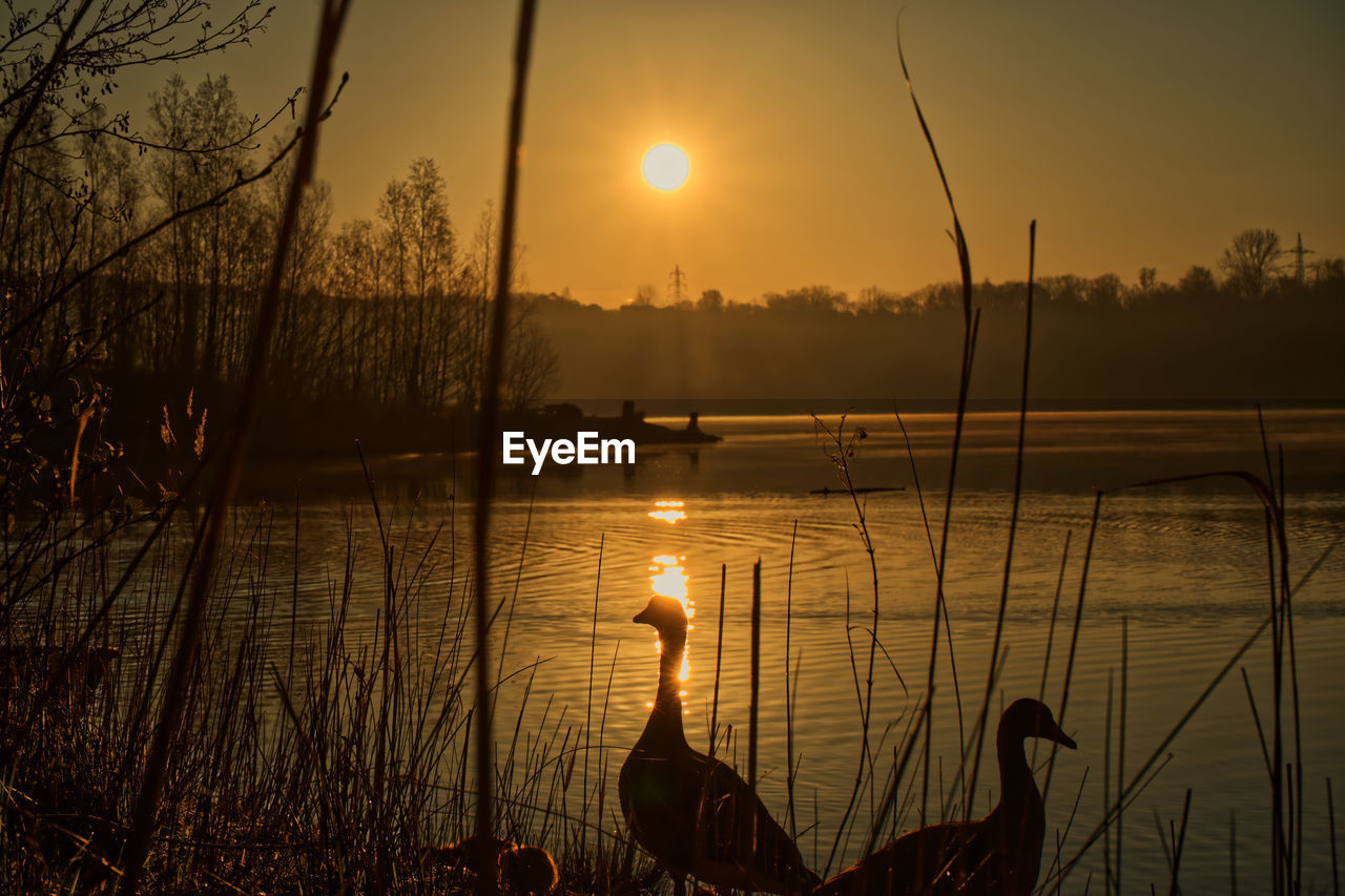 SILHOUETTE PLANTS AGAINST LAKE DURING SUNSET