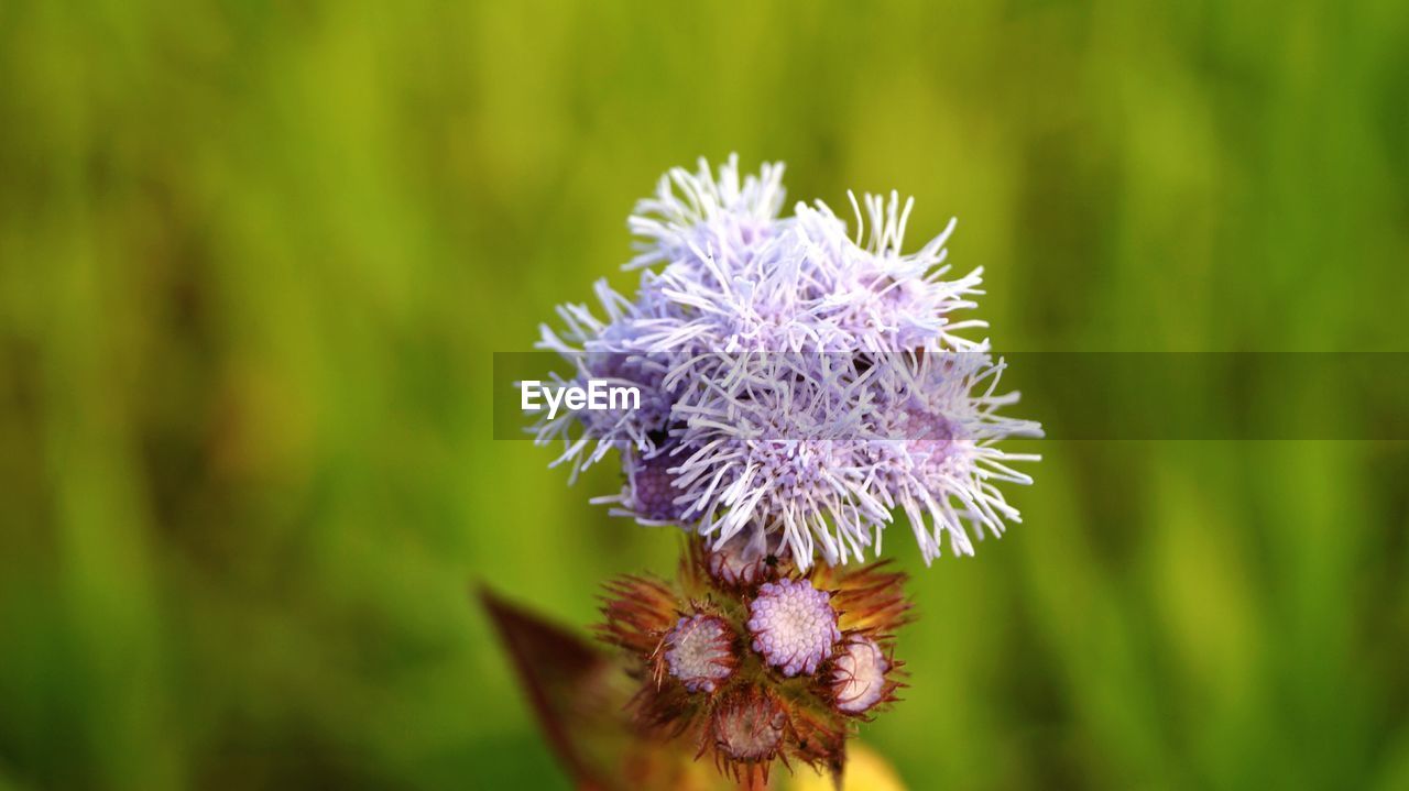 Close-up of flower against blurred background