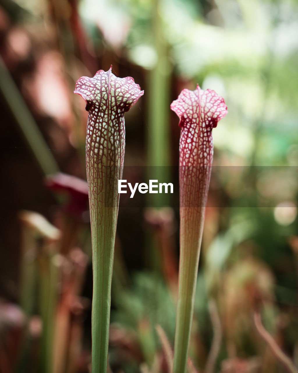 Close-up of flowering plant on land