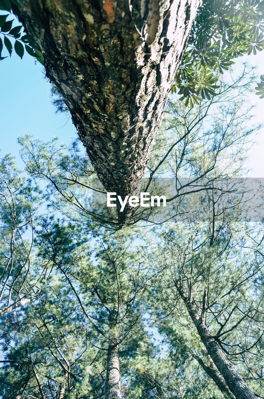 LOW ANGLE VIEW OF TREES IN FOREST