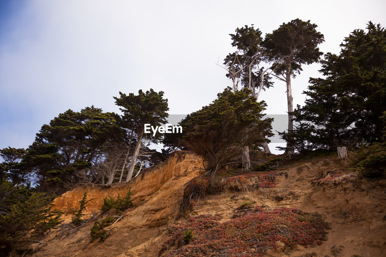 LOW ANGLE VIEW OF TREES ON ROCKS AGAINST SKY