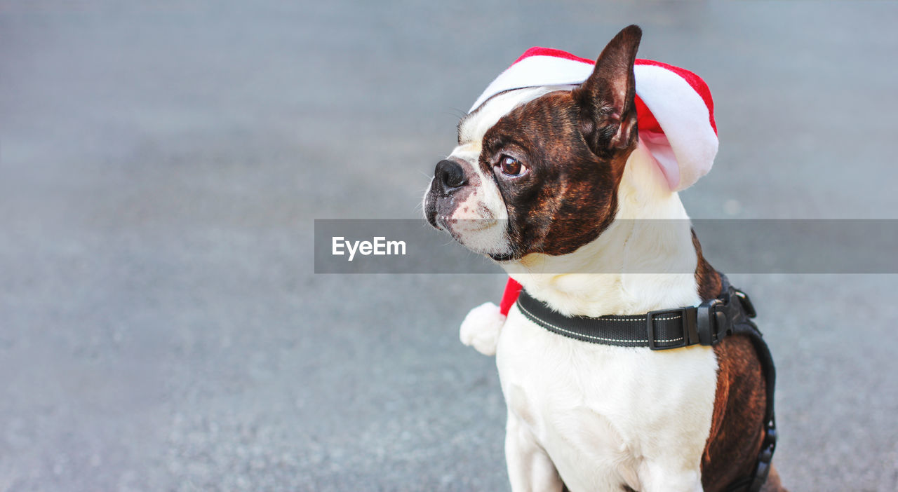 Cute dog boston terrier in santa hat sitting on grey background