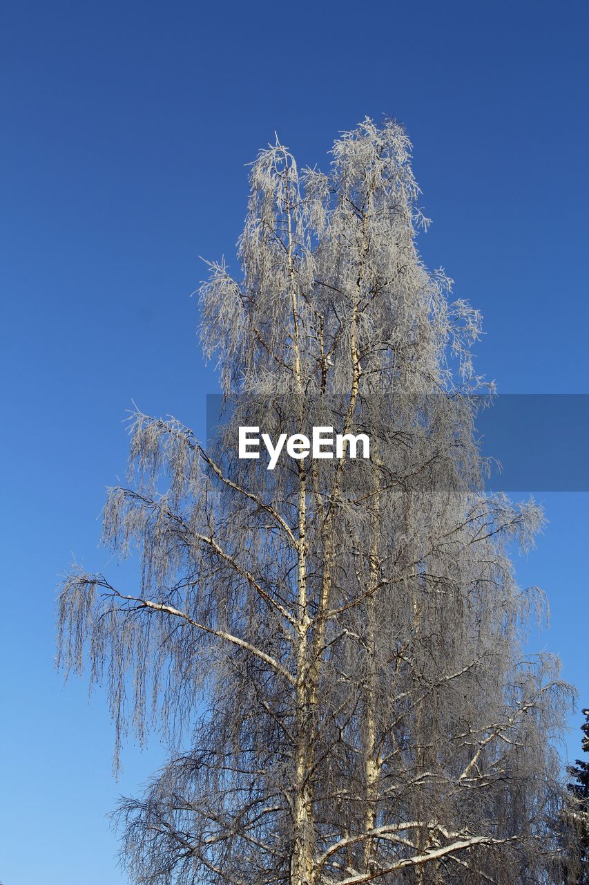 LOW ANGLE VIEW OF TREES AGAINST BLUE SKY