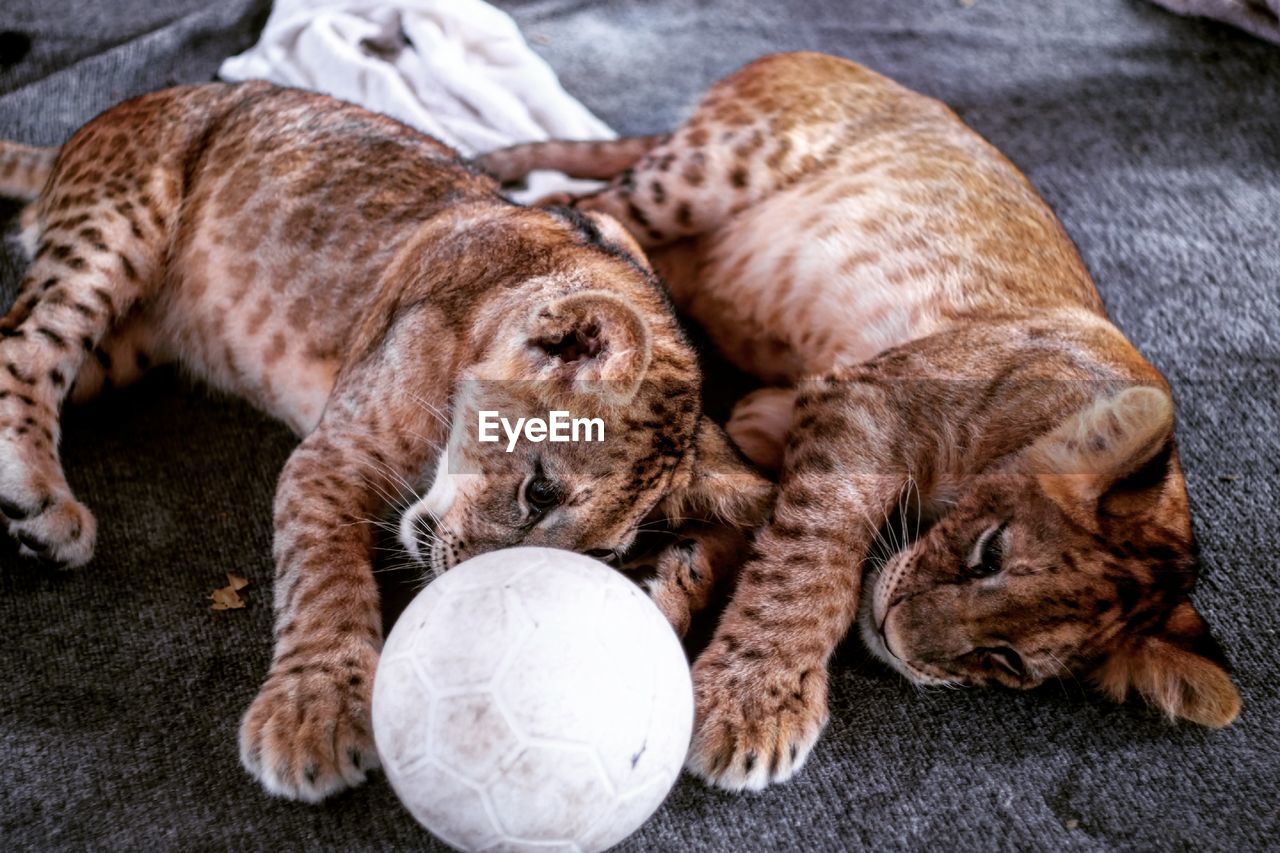 Close-up of lion cubs playing with ball