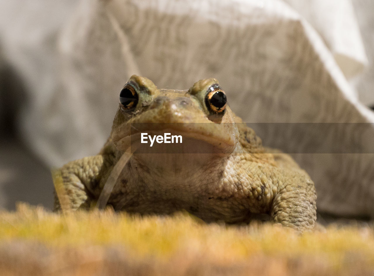 Colour shot of a toad on a doormat with a white plastic bag behind