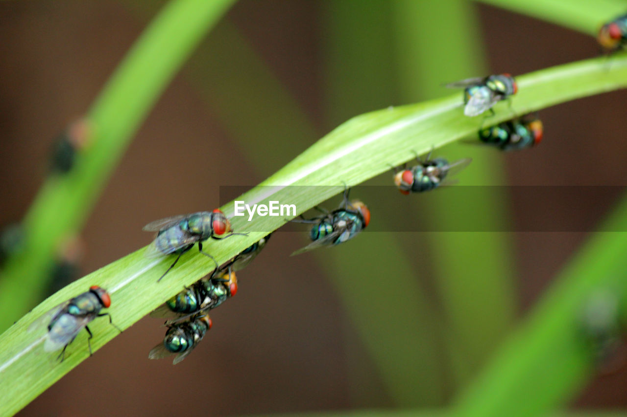 Flies,fly carriers of cholera