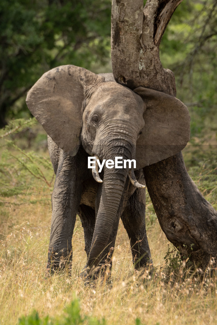 African elephant rubbing its head against tree