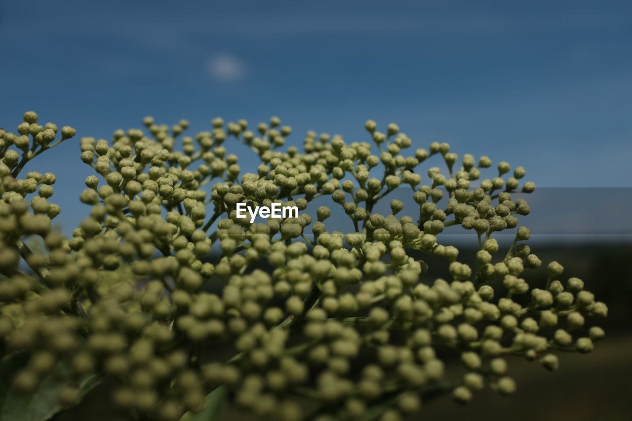 CLOSE-UP OF FRESH GREEN WATER AGAINST SKY
