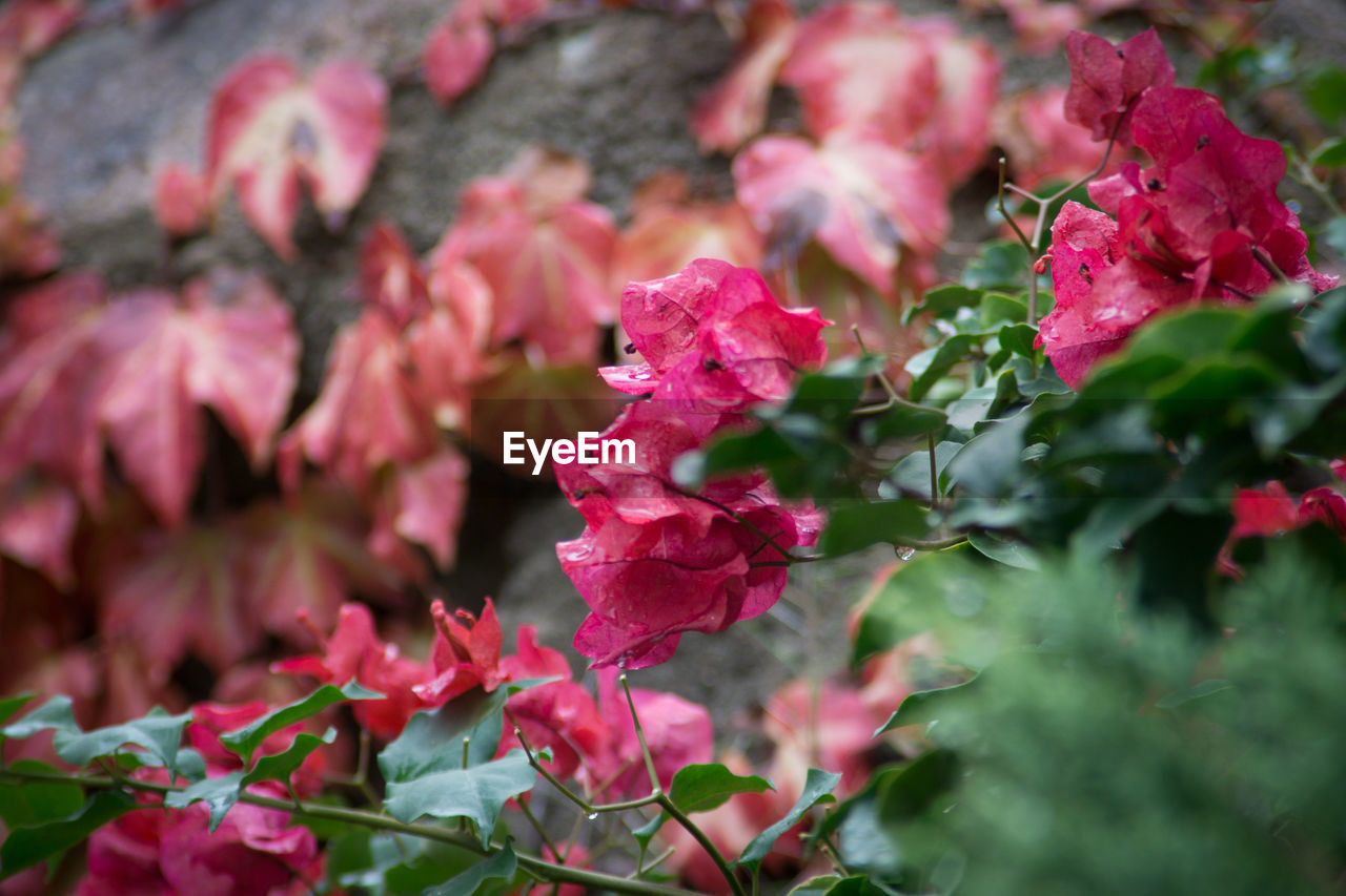 Close-up of pink flowers blooming outdoors