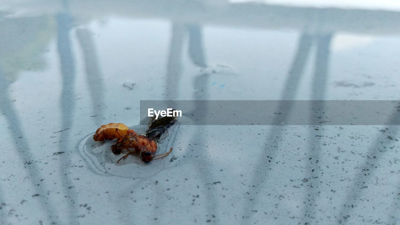 CLOSE-UP OF INSECT ON LAND