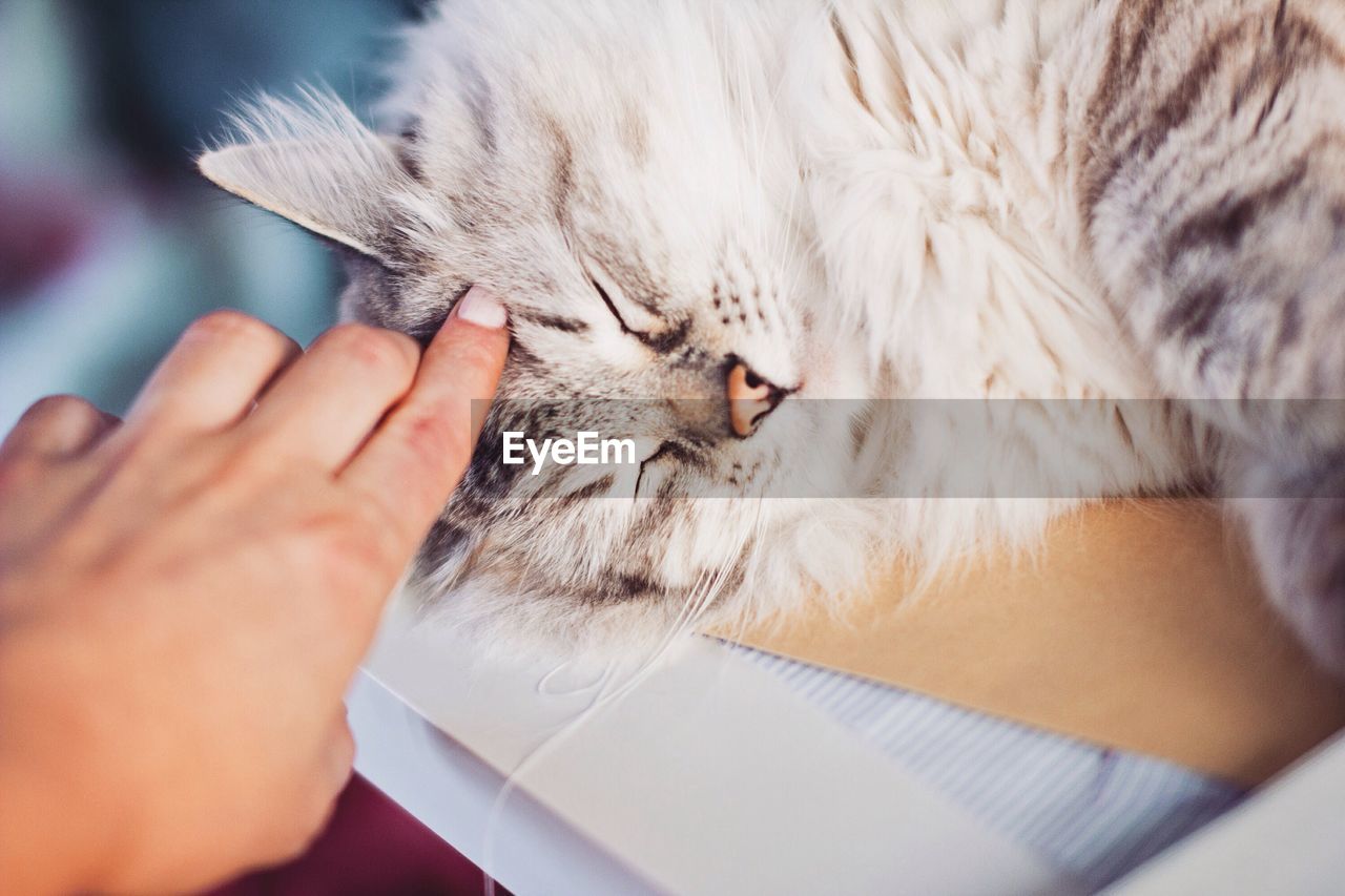 Cropped image of woman touching cat at home