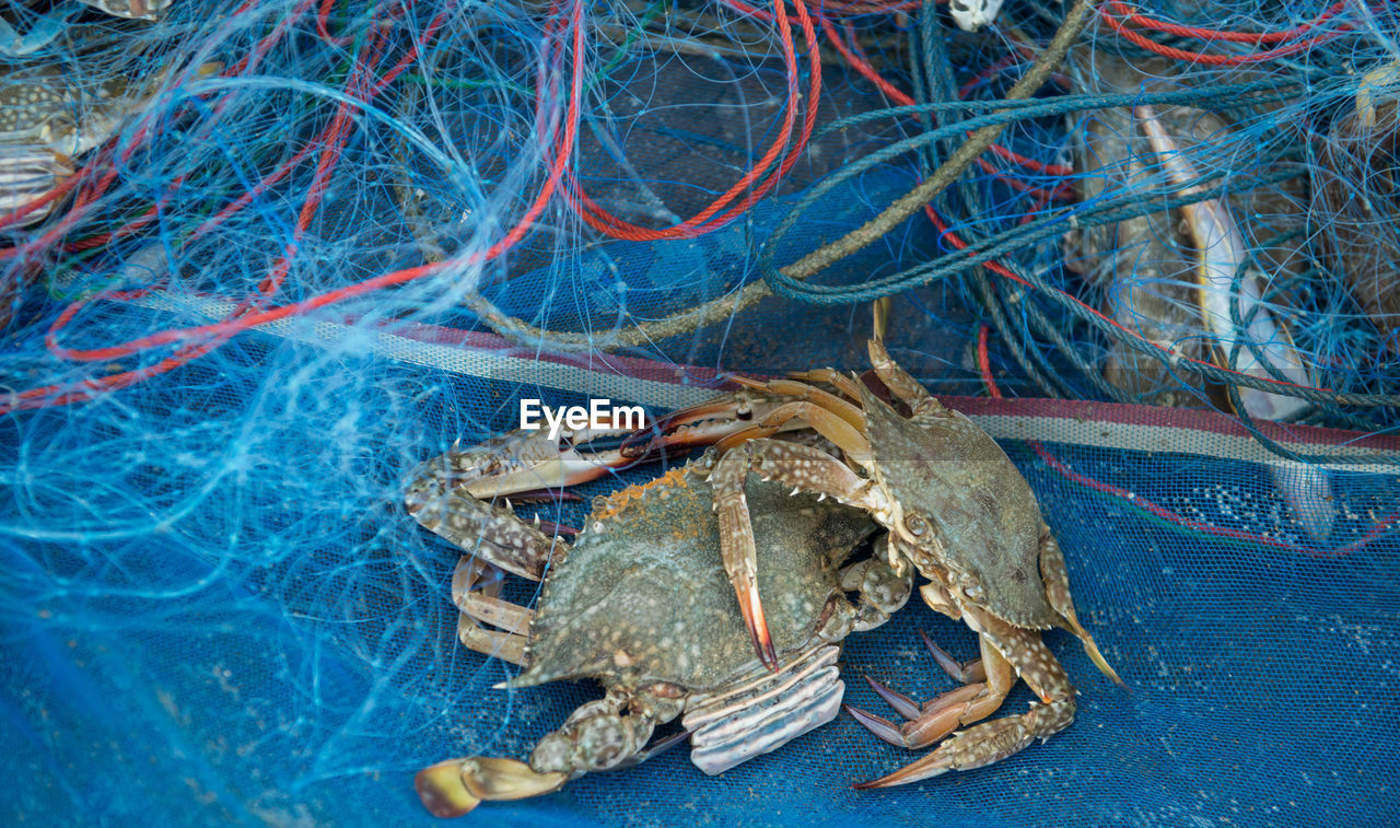 High angle view of lobsters in fishing net