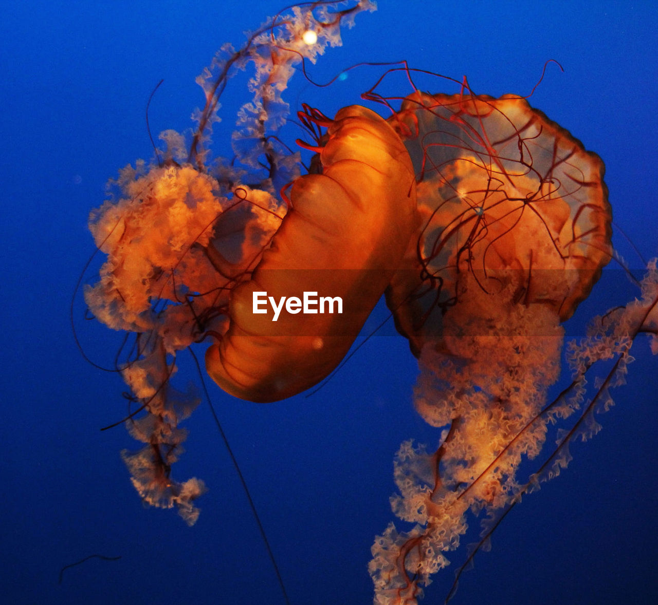 Close-up of jellyfish swimming in sea