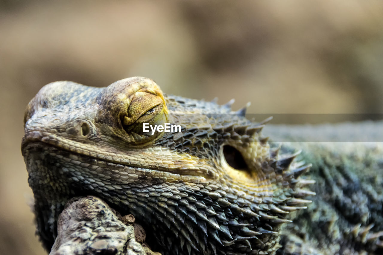 Close-up of bearded dragon resting outdoors