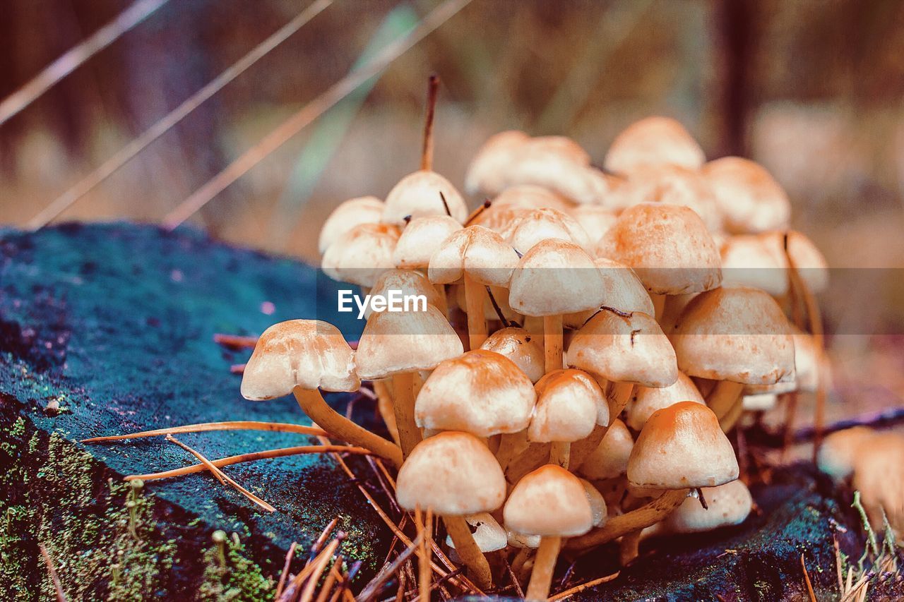 CLOSE-UP OF MUSHROOMS GROWING