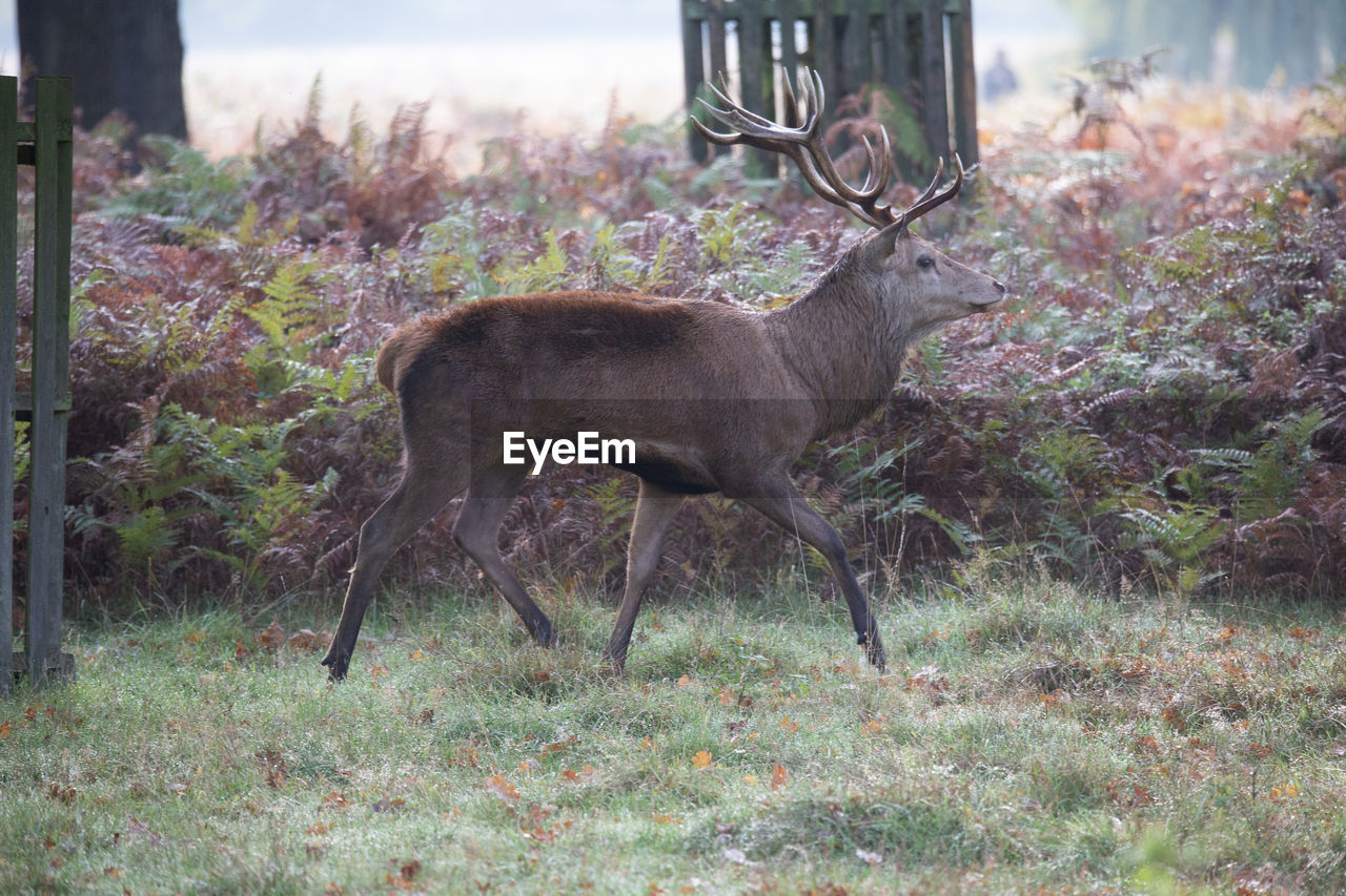 DEER STANDING ON FIELD