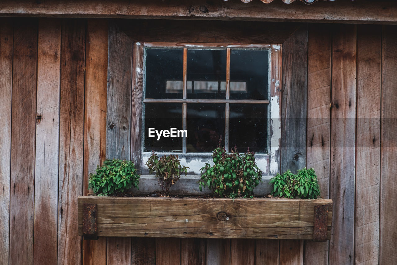 Plants on window box