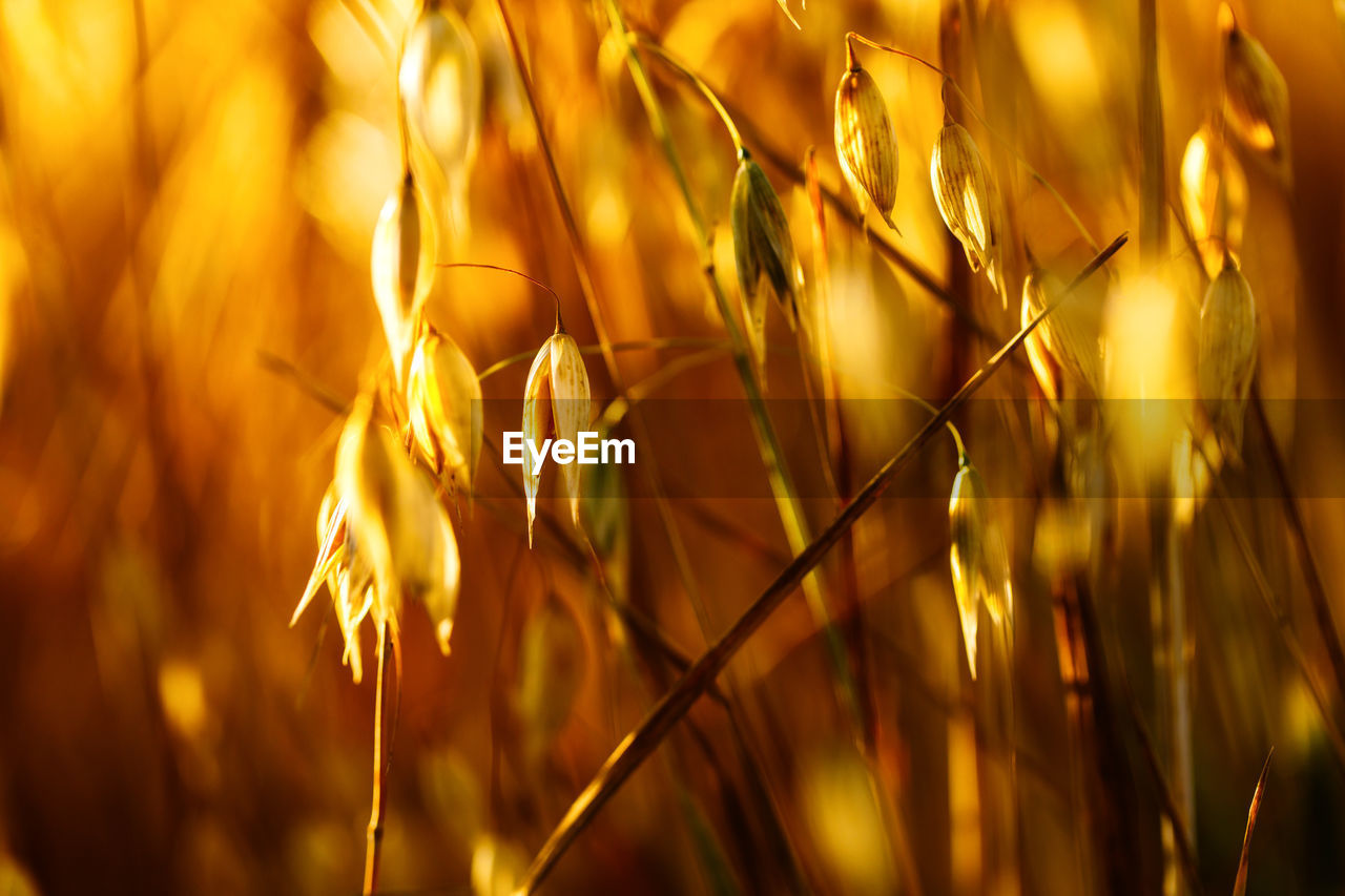 sunlight, plant, yellow, light, crop, gold, nature, growth, cereal plant, agriculture, beauty in nature, close-up, land, rural scene, landscape, backgrounds, field, no people, food, grass, summer, autumn, tranquility, sunset, vibrant color, outdoors, selective focus, wheat, focus on foreground, flower, environment, sky, leaf, food and drink, branch, barley, macro photography, farm, freshness, seed