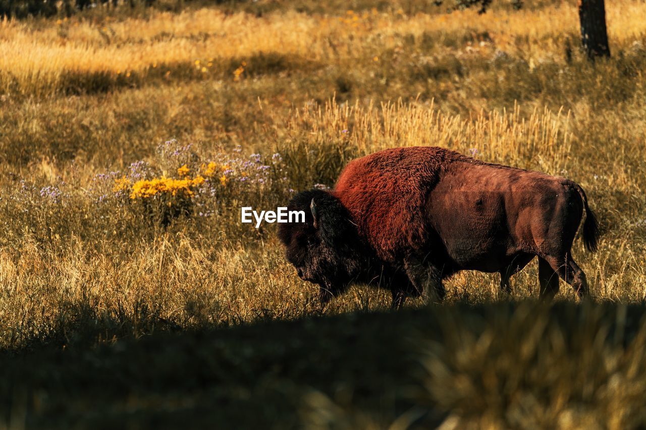 DOG GRAZING IN FIELD