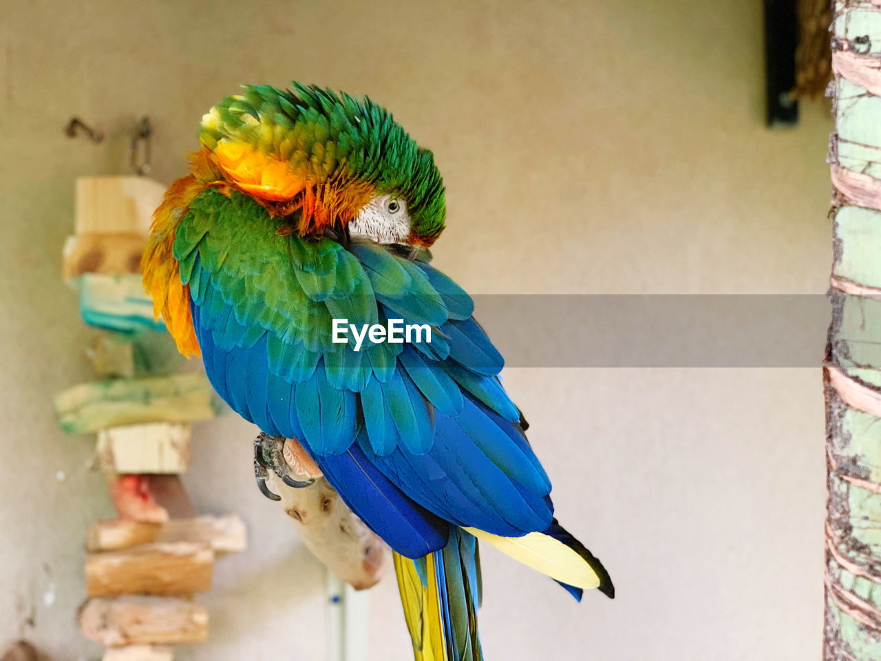 VIEW OF A PARROT PERCHING ON A BIRD