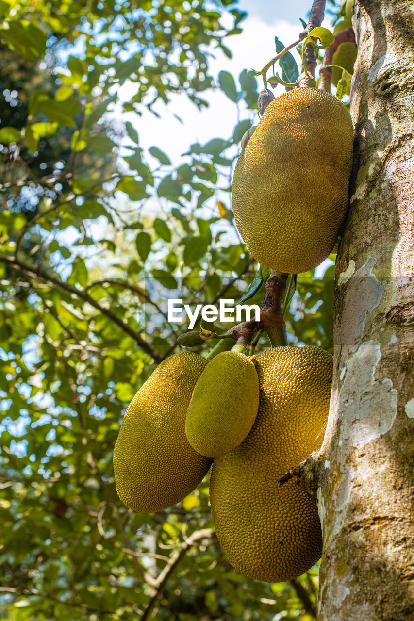 Jackfruits hanging on a tree