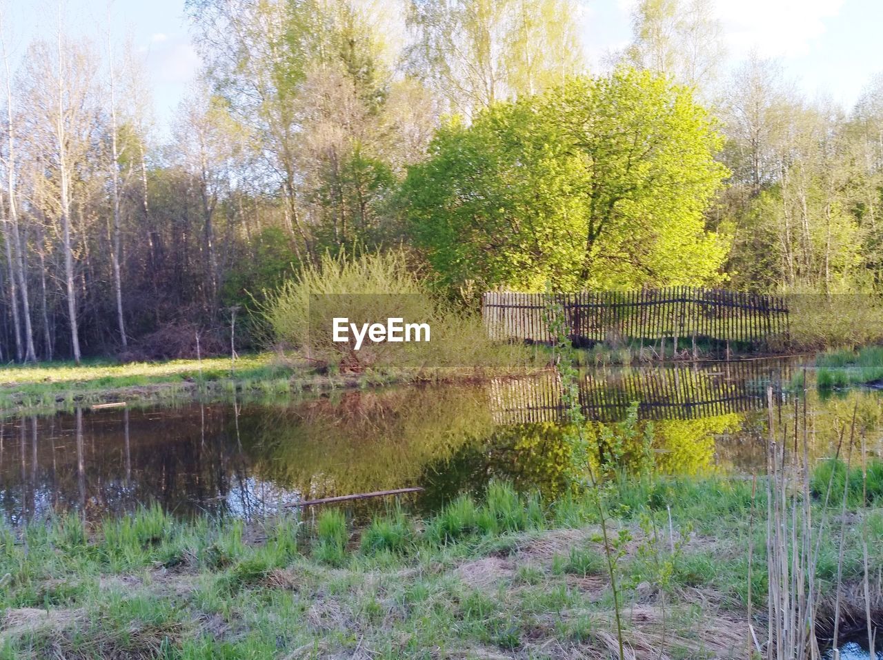 Scenic view of lake against trees