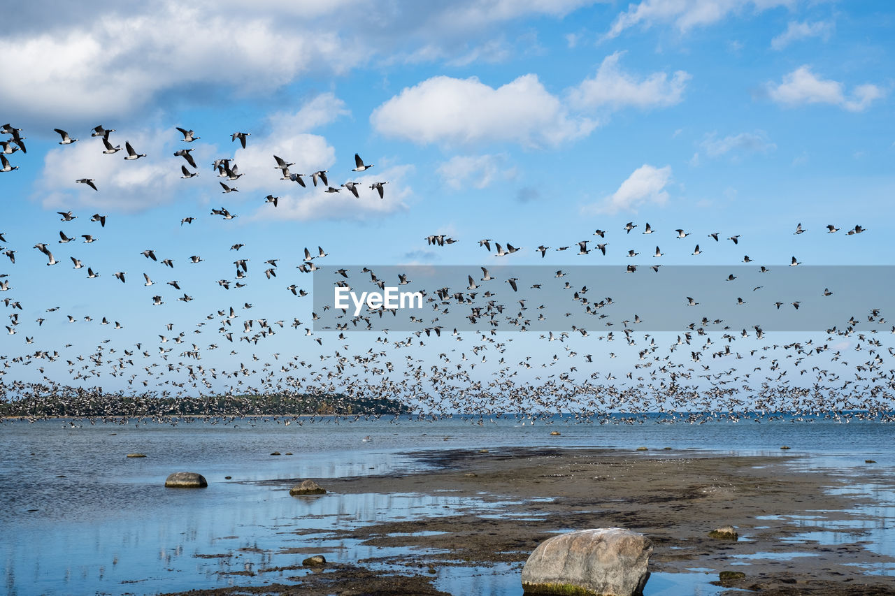 Huge duck flocks forming during bird migration season in northern europe.