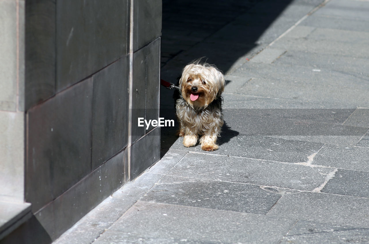 PORTRAIT OF SMALL DOG ON FOOTPATH