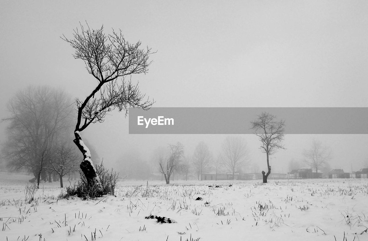 BARE TREES ON SNOW FIELD AGAINST CLEAR SKY