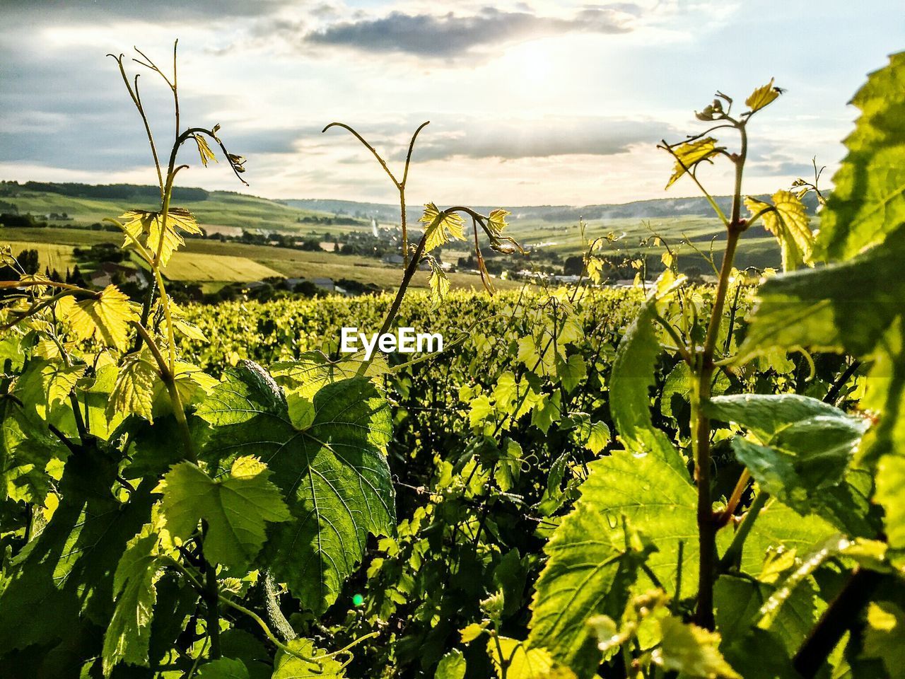 Scenic view of vineyard against cloudy sky