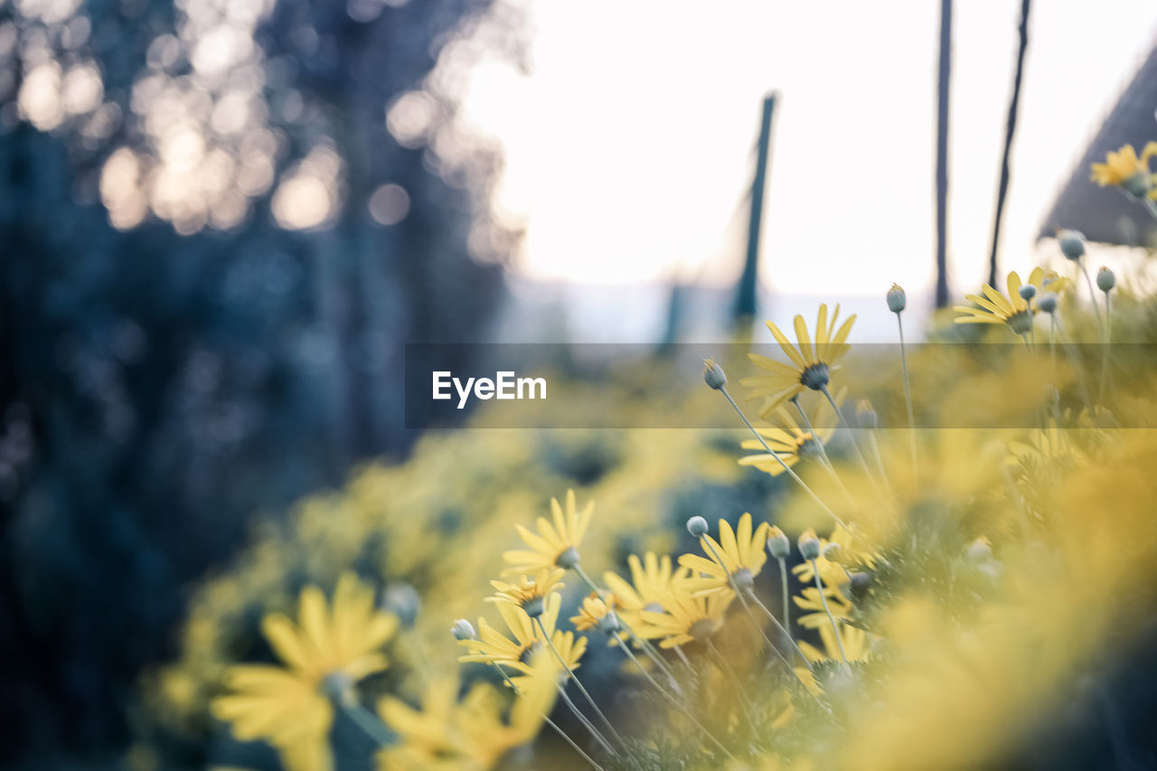 Close-up of yellow flowering plant on field